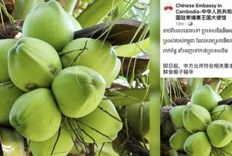 柬埔寨椰子获准出口中国